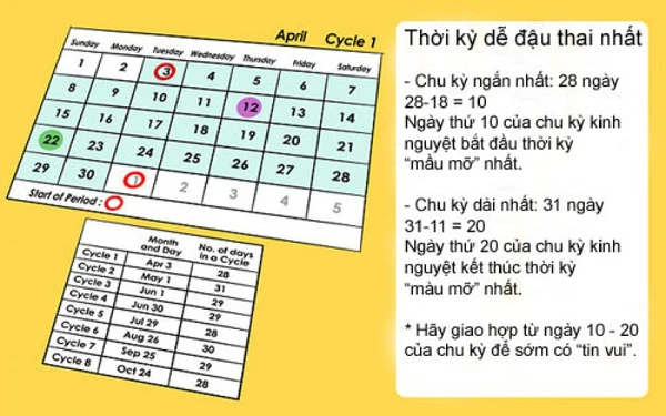 Những yếu tố ảnh hưởng đến sự rụng trứng và thụ thai