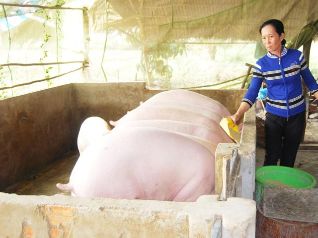 Mua heo “siêu mỡ” giá cao: Thương lái Trung Quốc đang chơi chiêu gì? hình ảnh 1 mua heo “sieu mo” gia cao: thuong lai trung quoc dang choi chieu gi? hinh anh 1
