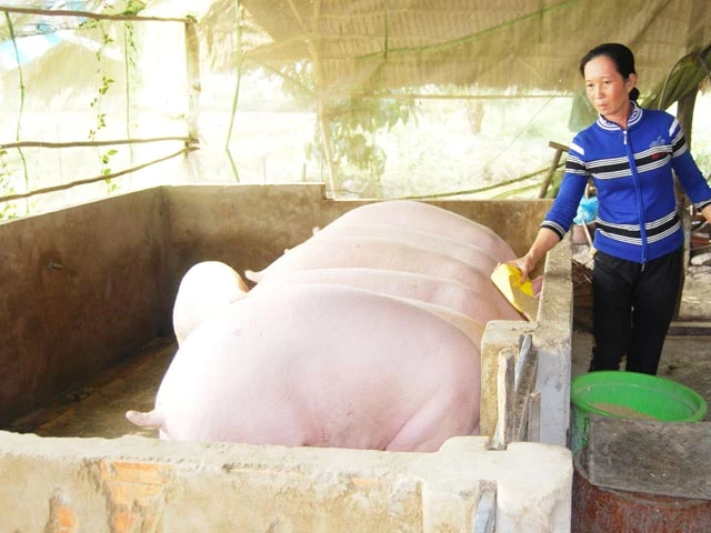 Mua heo “siêu mỡ” giá cao: Thương lái Trung Quốc đang chơi chiêu gì?