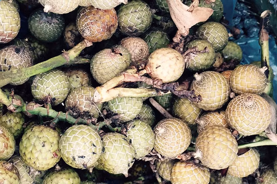 Trẻ em thôn quê xưa thường đợi đến tháng 4-5 để hái mây về ăn. Mỗi cây cho cả trăm đến nghìn quả nhỏ có vỏ cứng, bên trong ruột mềm vừa ngọt vừa chát, ăn nhai mỏi miếng nhưng đứa trẻ nào cũng thích mê.