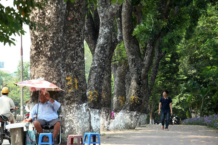 Ngắm những "lão xà cừ" trên đường Kim Mã trước ngày bứng gốc