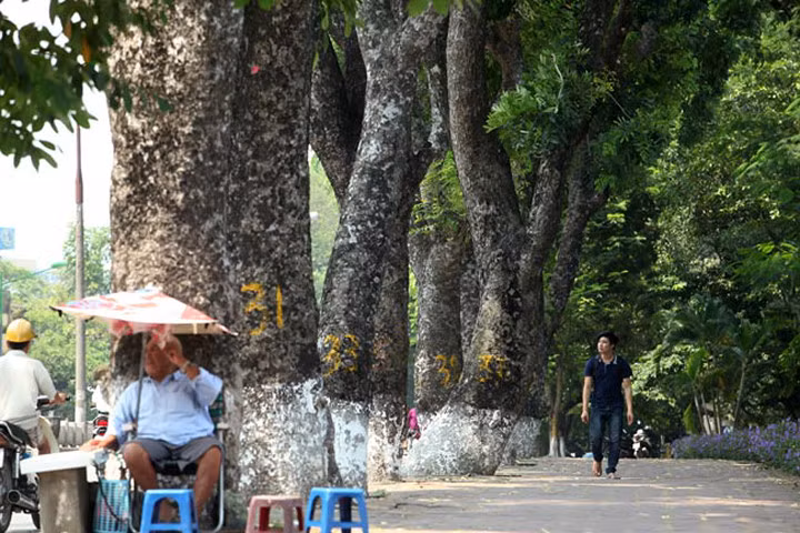 Ngắm những "lão xà cừ" trên đường Kim Mã trước ngày bứng gốc