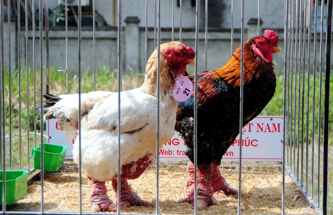 Độc đáo cuộc thi sắc đẹp của những chú “gà chân voi“ ảnh 5 Độc đáo cuộc thi sắc đẹp của những chú “gà chân voi“ ảnh 5