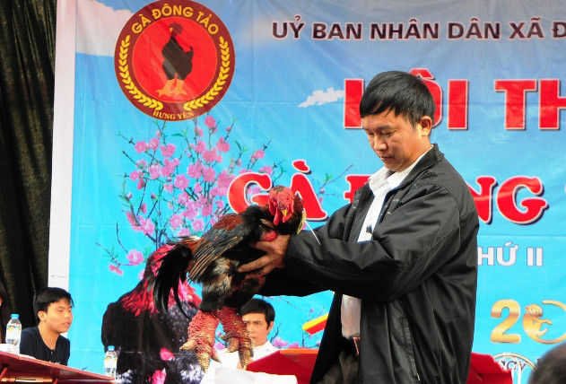 Độc đáo cuộc thi sắc đẹp của những chú “gà chân voi“ ảnh 8 Độc đáo cuộc thi sắc đẹp của những chú “gà chân voi“ ảnh 8