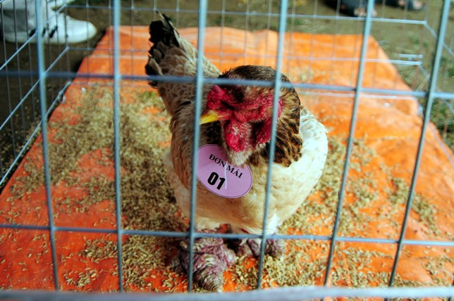 Độc đáo cuộc thi sắc đẹp của những chú “gà chân voi“ ảnh 7 Độc đáo cuộc thi sắc đẹp của những chú “gà chân voi“ ảnh 7