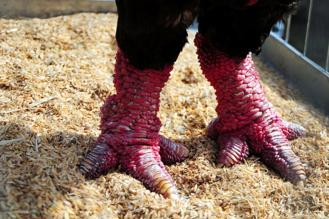 Độc đáo cuộc thi sắc đẹp của những chú “gà chân voi“ ảnh 11 Độc đáo cuộc thi sắc đẹp của những chú “gà chân voi“ ảnh 11