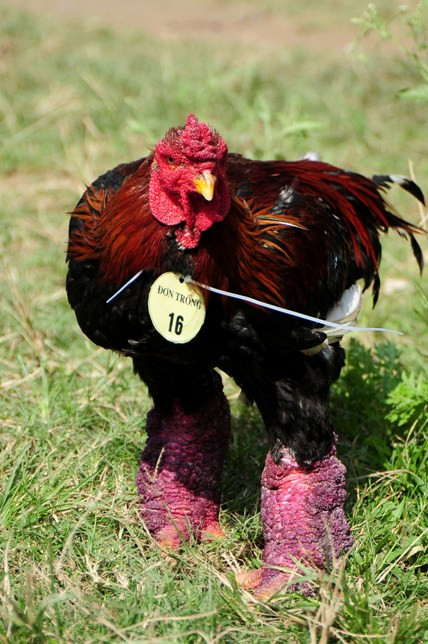 Độc đáo cuộc thi sắc đẹp của những chú “gà chân voi“ ảnh 6 Độc đáo cuộc thi sắc đẹp của những chú “gà chân voi“ ảnh 6