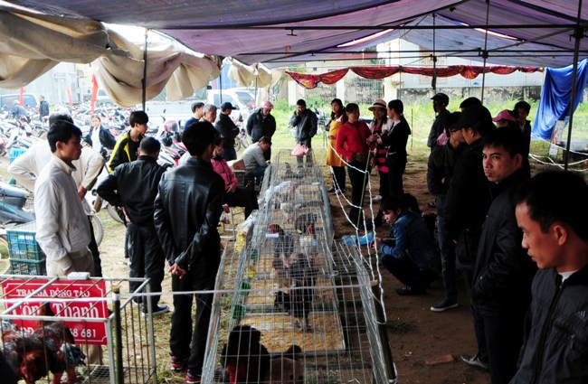 Độc đáo cuộc thi sắc đẹp của những chú “gà chân voi“ ảnh 2 Độc đáo cuộc thi sắc đẹp của những chú “gà chân voi“ ảnh 2