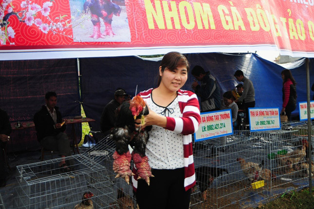 Độc đáo cuộc thi sắc đẹp của những chú “gà chân voi“ ảnh 12 Độc đáo cuộc thi sắc đẹp của những chú “gà chân voi“ ảnh 12