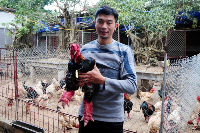 Độc đáo cuộc thi sắc đẹp của những chú “gà chân voi“ ảnh 14 Độc đáo cuộc thi sắc đẹp của những chú “gà chân voi“ ảnh 14