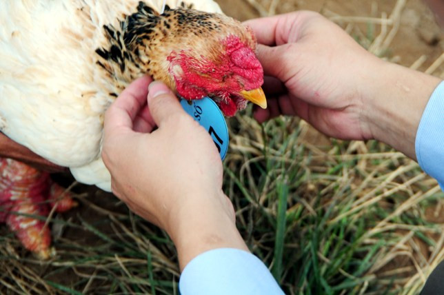 Độc đáo cuộc thi sắc đẹp của những chú “gà chân voi“ ảnh 4 Độc đáo cuộc thi sắc đẹp của những chú “gà chân voi“ ảnh 4