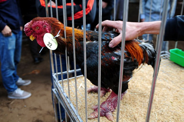 Độc đáo cuộc thi sắc đẹp của những chú “gà chân voi“ ảnh 10 Độc đáo cuộc thi sắc đẹp của những chú “gà chân voi“ ảnh 10