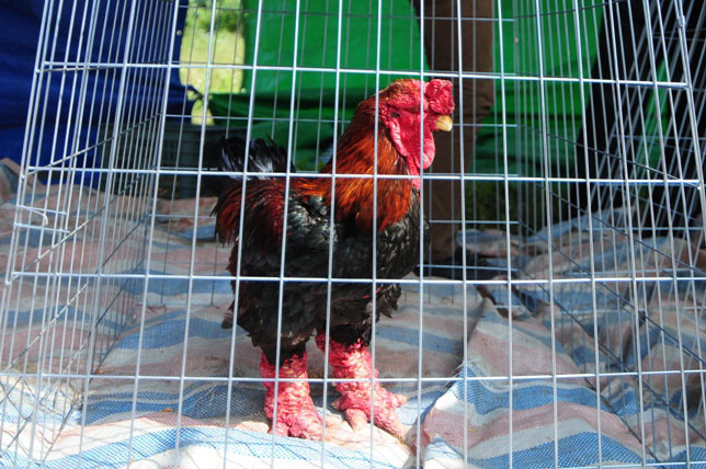 Độc đáo cuộc thi sắc đẹp của những chú “gà chân voi“ ảnh 13 Độc đáo cuộc thi sắc đẹp của những chú “gà chân voi“ ảnh 13