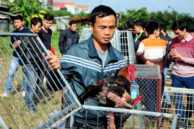 Độc đáo cuộc thi sắc đẹp của những chú “gà chân voi“ ảnh 3 Độc đáo cuộc thi sắc đẹp của những chú “gà chân voi“ ảnh 3