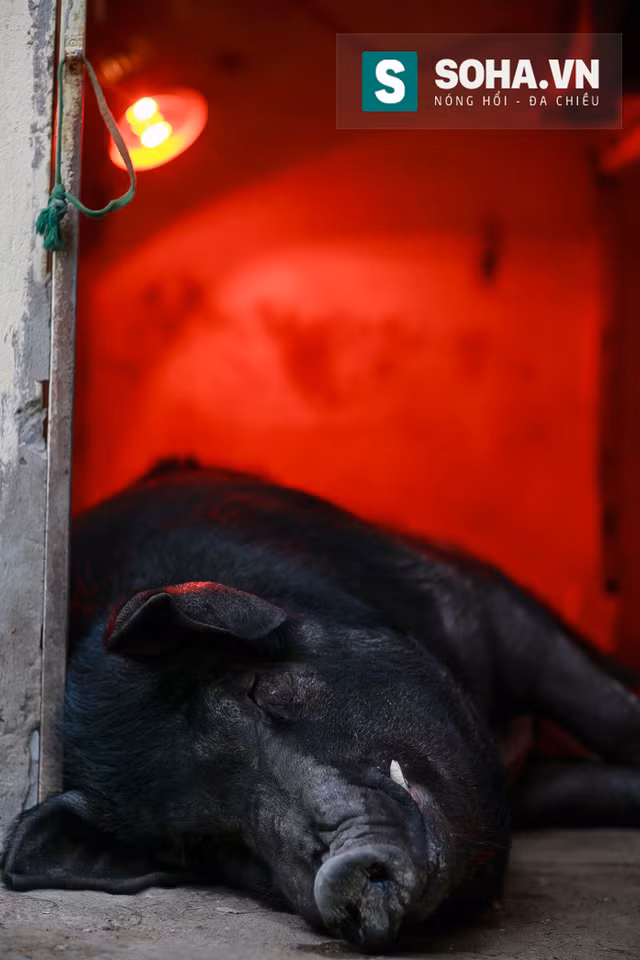  Chuồng của Quýt được trang bị đèn sưởi vào mùa đông, quạt gió vào mùa hè. 