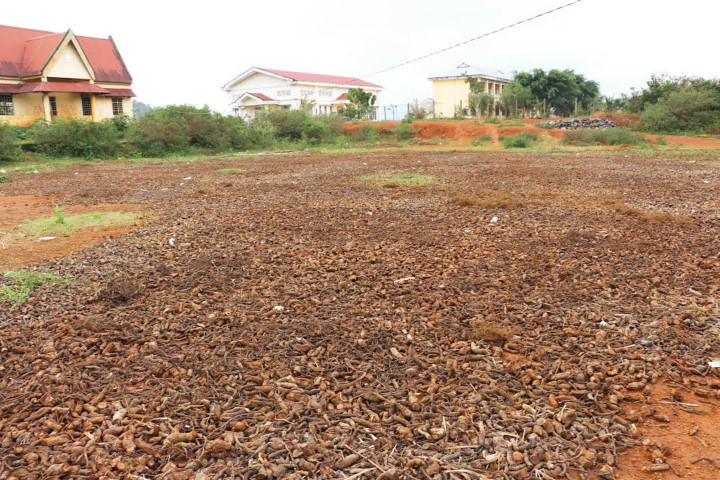 Người dân đổ xô săn rễ "na rừng" bán cho thương lái