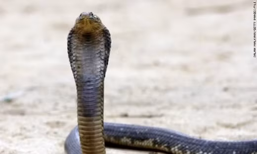 Máy bay hạ cánh khẩn cấp do chú rể... đánh cô dâu ảnh 6