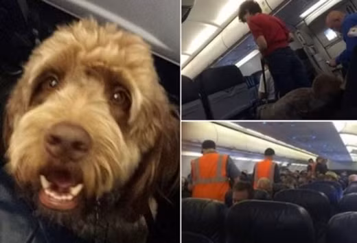 Máy bay hạ cánh khẩn cấp do chú rể... đánh cô dâu ảnh 4