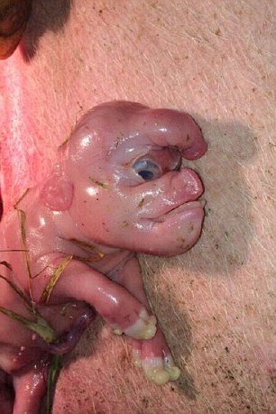 Sốc với hình ảnh lợn quái thai mặt người ở Trung Quốc