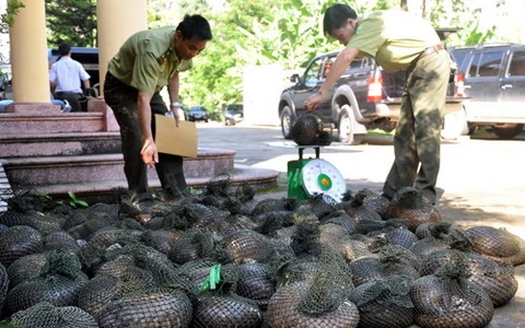 Cơ quan chức năng tịch thu tang vật.