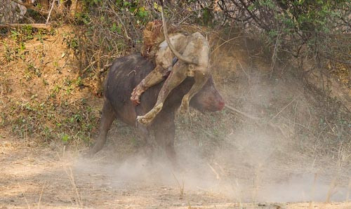 sư tử, trâu rừng, chúa sơn lâm, đại chiến, sinh tử, đẫm máu