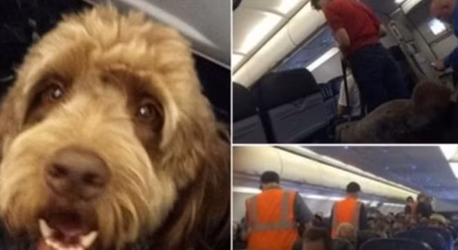 Máy bay hạ cánh khẩn cấp do chú rể... đánh cô dâu