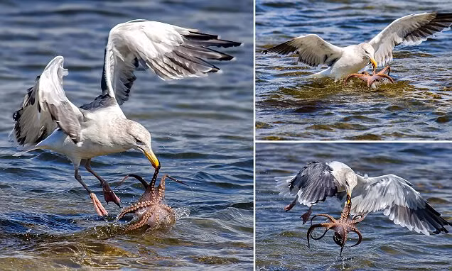 Mòng biển vật vã quyết chiến với bạch tuộc