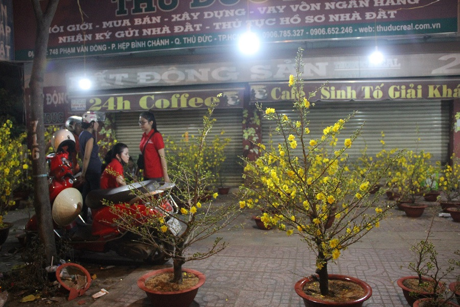 Nhiều tiểu thương cho biết, họ vẫn tiếp tục bán đến 22 giờ đêm 30 Tết mới chở các cây mai về vườn