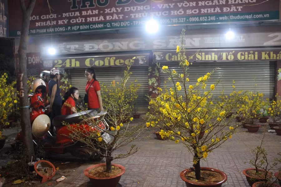 Nhiều tiểu thương cho biết, họ vẫn tiếp tục bán đến 22 giờ đêm 30 Tết mới chở các cây mai về vườn