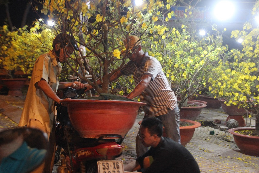 Những chậu mai được sắm ngày cuối năm