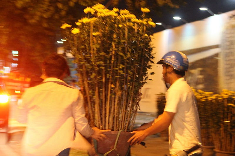 Tranh thủ mua thêm chậu cúc về chưng Tết