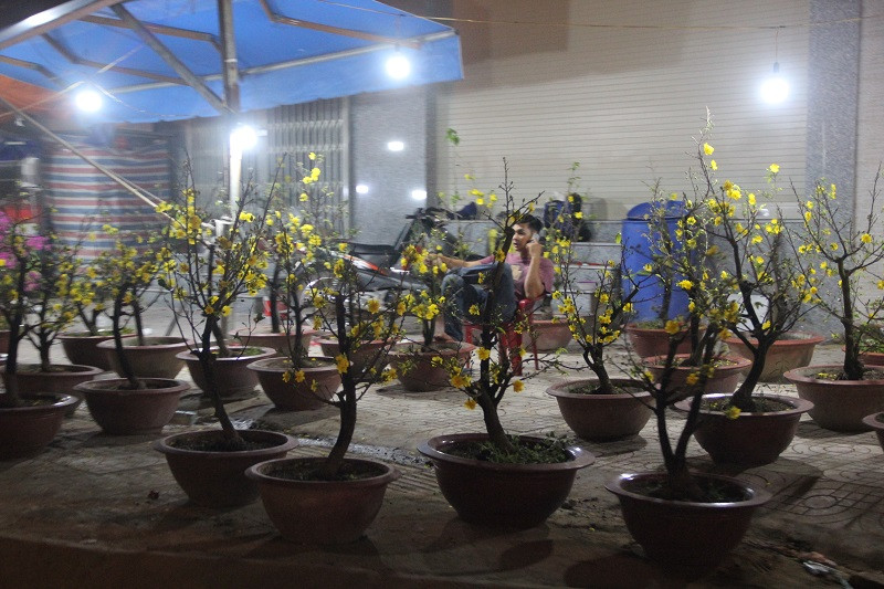 Nhiều chậu mai vẫn được bày bán trong đêm 30