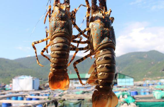 cach che bien tom hum nhieu mon ngon hap dan, de lam tai nha - 6