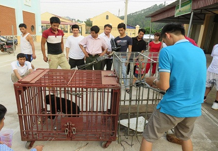 Chuyển gấu con sang lồng vận chuyển đặc biệt nhờ việc ghép 2 lồng và dụ bằng đồ ăn.