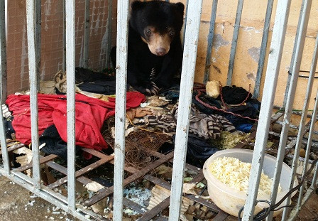 Chú gấu chó con được đặt tên là Goldie, nặng khoảng 15 kg.