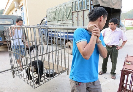 Quá trình cứu hộ Goldie được Kiểm Lâm địa phương hỗ trợ nhiệt tình.