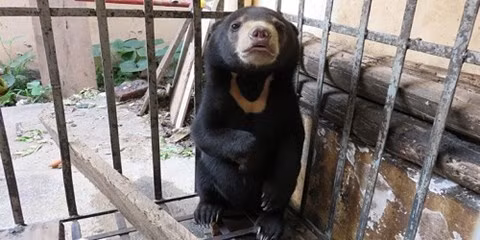 Cứu hộ một cá thể gấu chó tại Nậm Pồ, Điện Biên