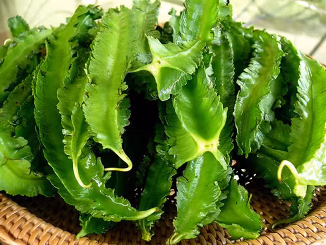 Bài thuốc đơn giản chữa dứt bệnh đau dạ dày chỉ trong 15 ngày