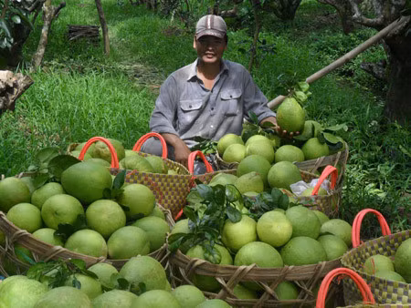 Thuong lai Trung Quoc yeu cau mua buoi kieu... la doi - Anh 1