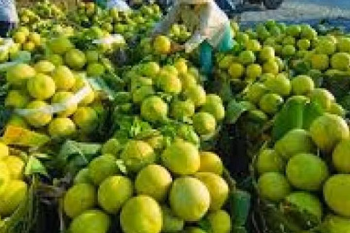 Thương lái Trung Quốc yêu cầu mua bưởi kiểu... lạ đời