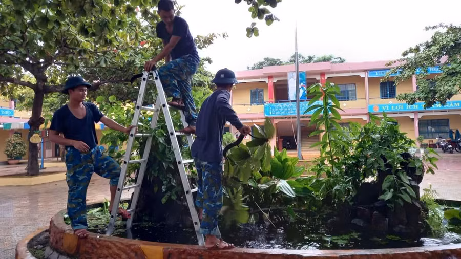 Bộ đội chặt tỉa cành cây chống bão trong thời gian lưu trú tại trường.