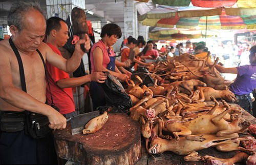 “Ghê rợn” những hình ảnh tại lễ hội thịt chó lớn nhất trong năm