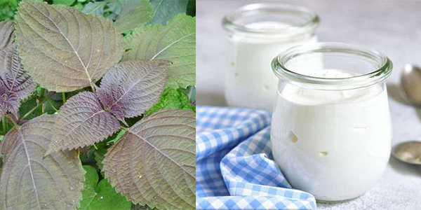 Có 3 cách làm trắng da mặt bằng lá tía tô, U42 trông cứ như U24 ảnh 1