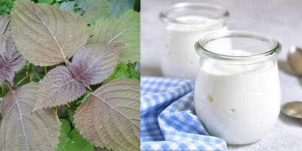 Có 3 cách làm trắng da mặt bằng lá tía tô, U42 trông cứ như U24 ảnh 1