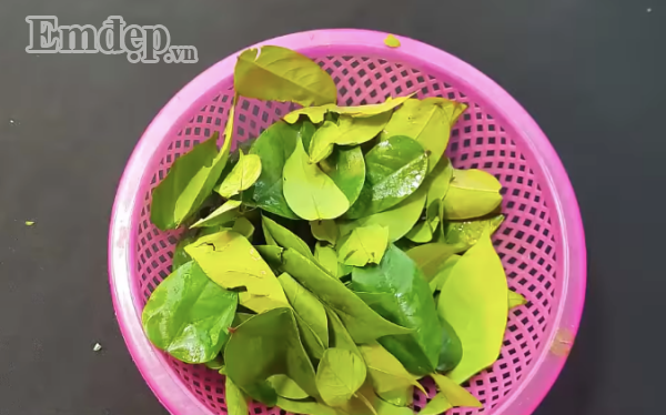 Vò nát lá này rồi đắp lên mặt, 9X Hà thành hết sạch mụn nhọt, sẹo thâm khiến ai cũng kinh ngạc