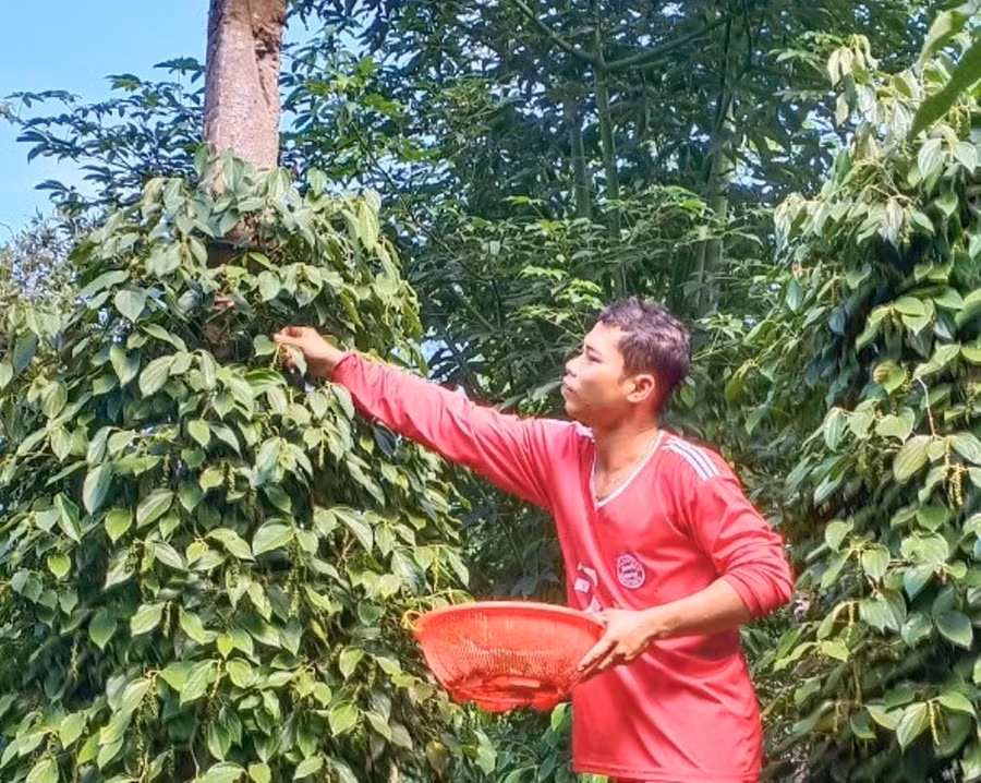 Anh Nguyễn Vũ Phong đang thu hoạch tiêu.