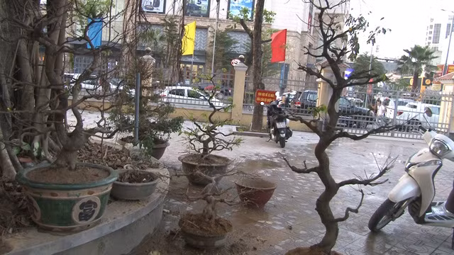 Hàng loạt cây mai cảnh do Lân trộm cắp trên địa bàn TP. Huế.