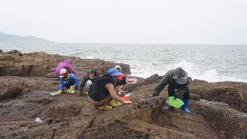 Rong đỏ thường có giá 250 ngàn đồng/kg, thế nên người dân thu hái rong đỏ kiếm tiền triệu mỗi ngày.