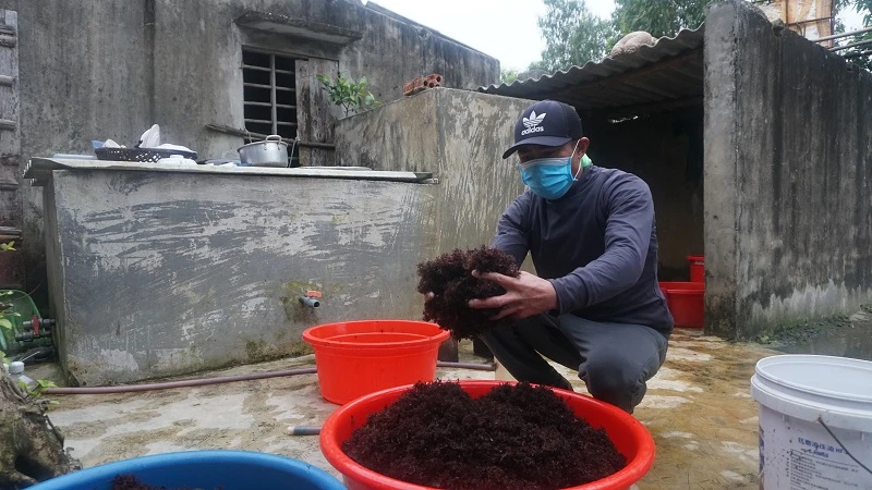 Mùa rong biển thường trùng với thời điểm biển động, do đó có khá đông ngư dân nhàn cư đi hái “lộc biển” vào khoảng thời gian này.