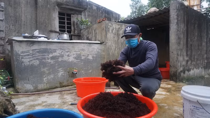 Mùa rong biển thường trùng với thời điểm biển động, do đó có khá đông ngư dân nhàn cư đi hái “lộc biển” vào khoảng thời gian này.